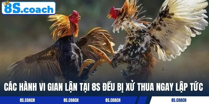 Các hành vi gian lận tại 8S đều bị xử thua ngay lập tức
