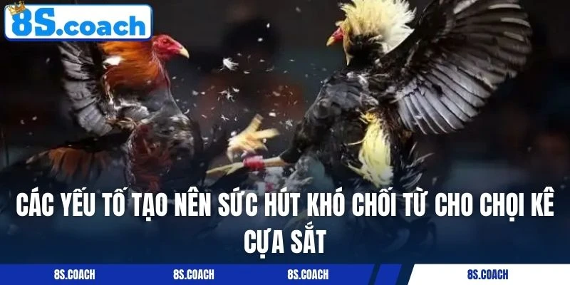 Các yếu tố tạo nên sức hút khó chối từ cho chọi kê cựa sắt