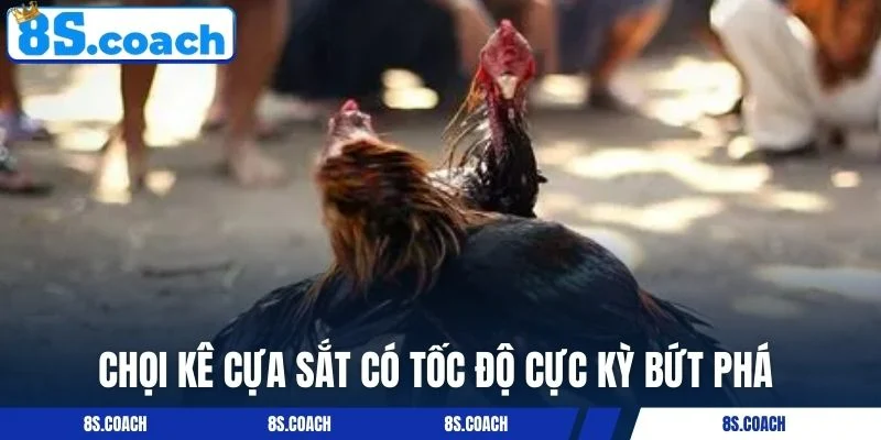 Chọi kê cựa sắt có tốc độ cực kỳ bứt phá