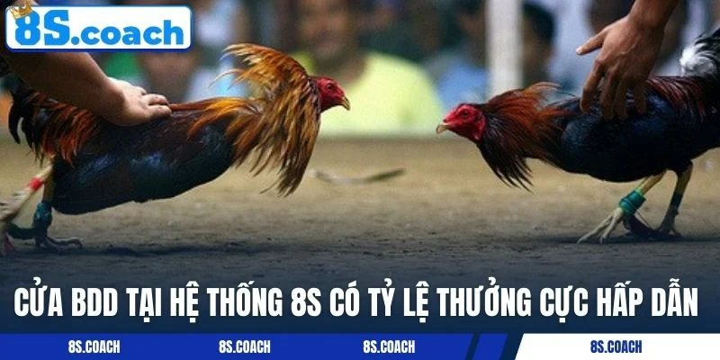 Cửa BDD tại hệ thống 8S có tỷ lệ thưởng cực hấp dẫn