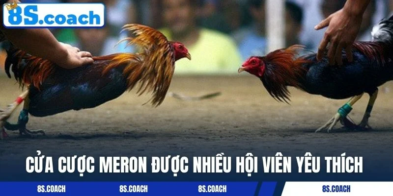 Cửa cược Meron được nhiều hội viên yêu thích