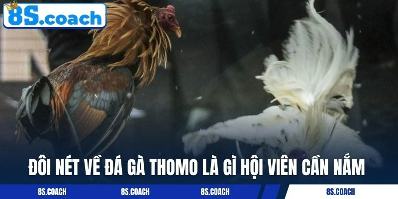 Đôi nét về đá gà thomo hội viên cần nắm