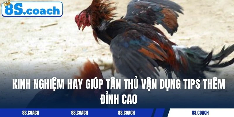 Kinh nghiệm hay giúp tân thủ vận dụng tips thêm đỉnh cao