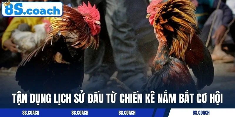 Tận dụng lịch sử đấu từ chiến kê nắm bắt cơ hội