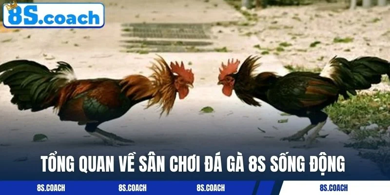 Tổng quan về sân chơi đá gà 8S sống động