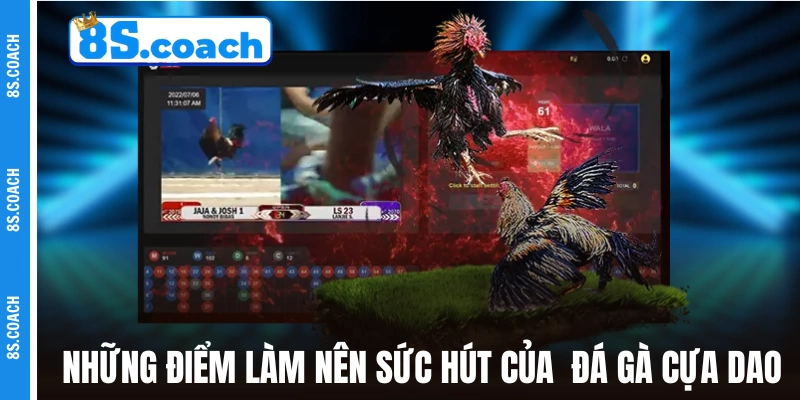 Những điểm làm nên sức hút mãnh liệt của đá gà cựa dao