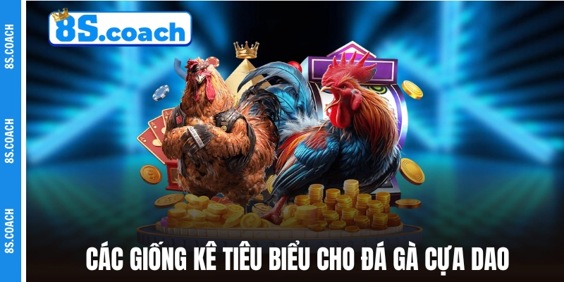 Các giống kê tiêu biểu cho đá gà cựa dao